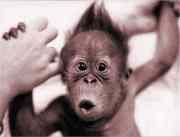 gregory_bateson_singe_paolo_alto_messages_communication